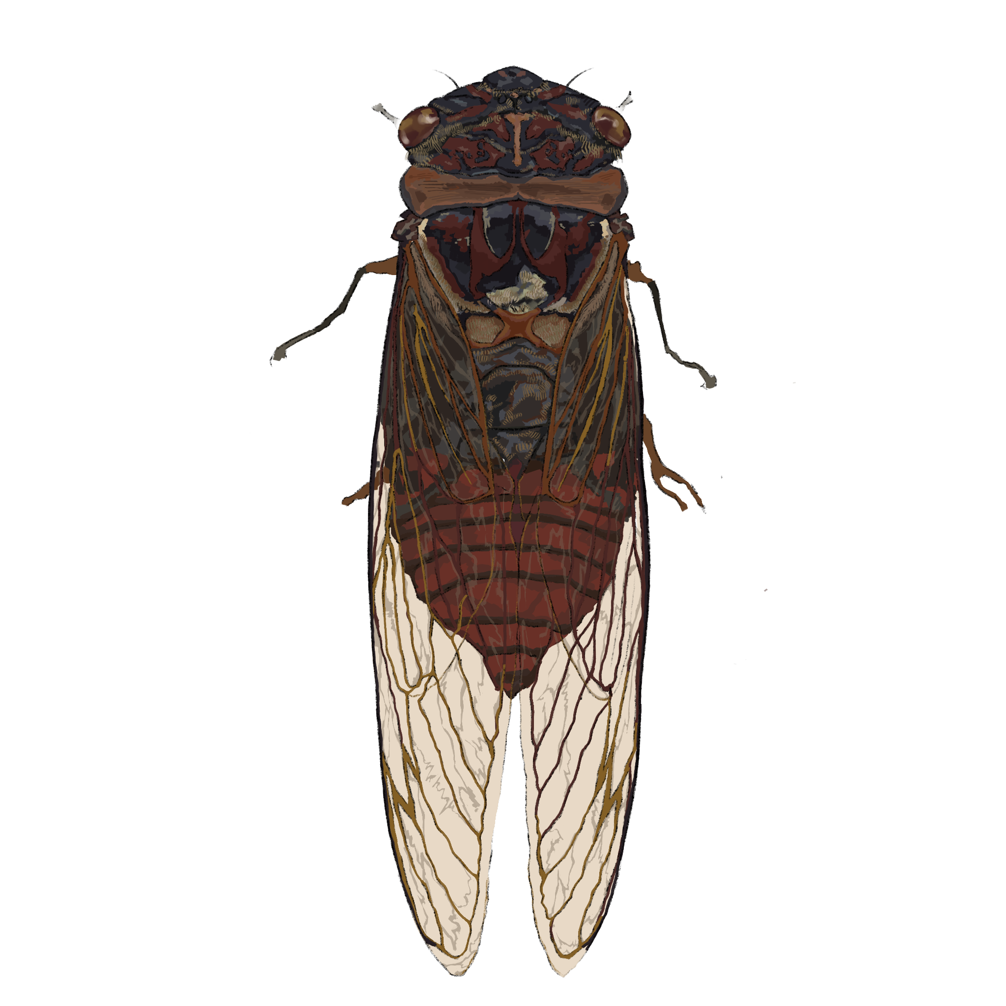 Cicada
